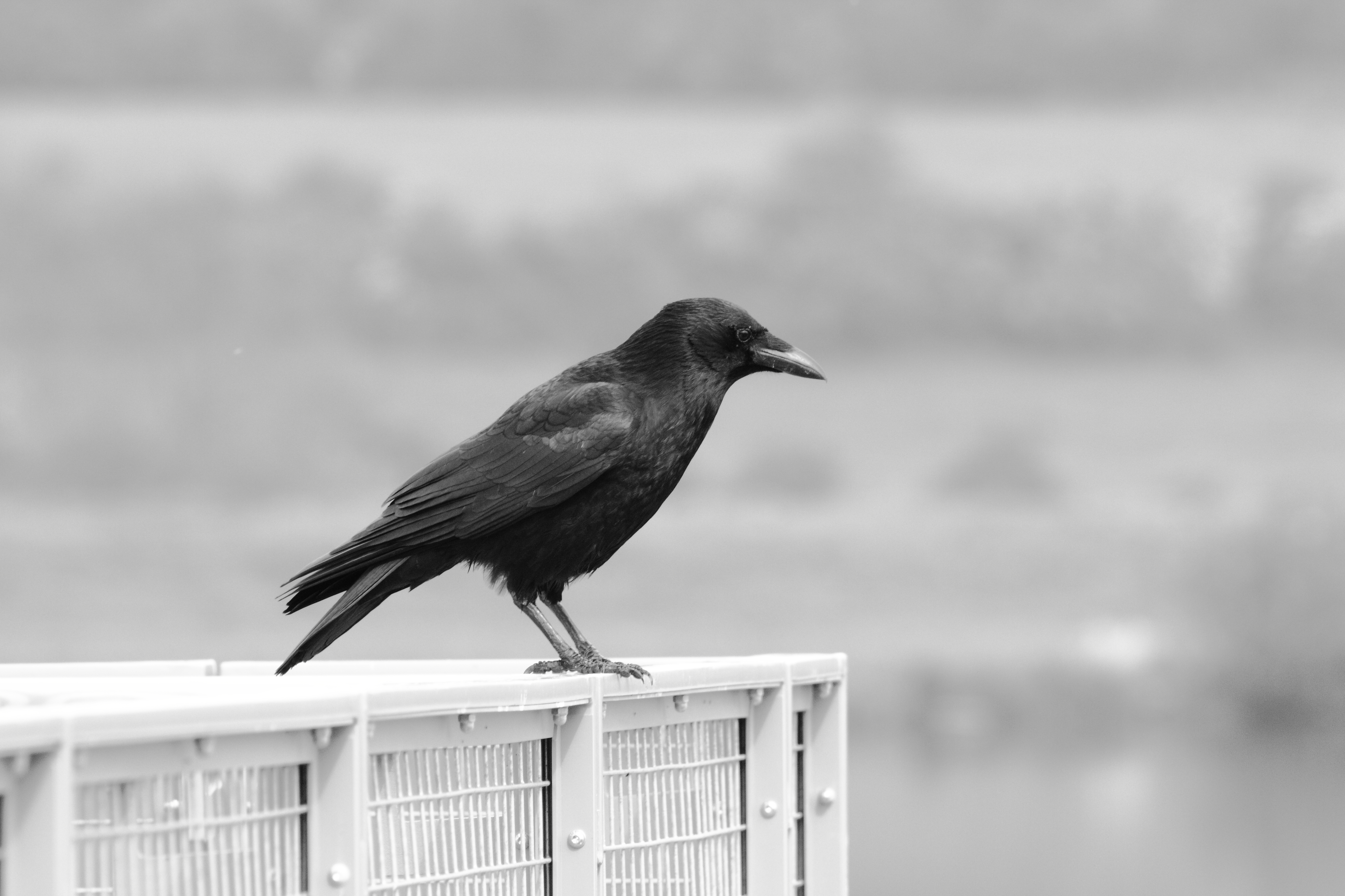 Crow